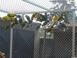 Agapornis škraboškový